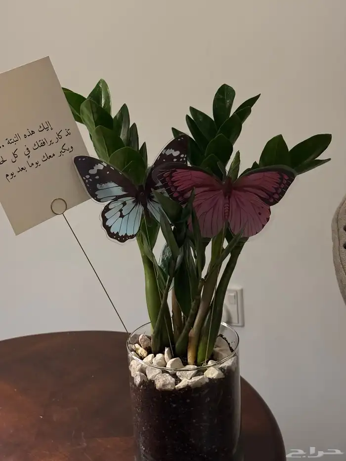 نبات داخلي هدايا زاميا هدايا تخرج توزيعات عيد 0