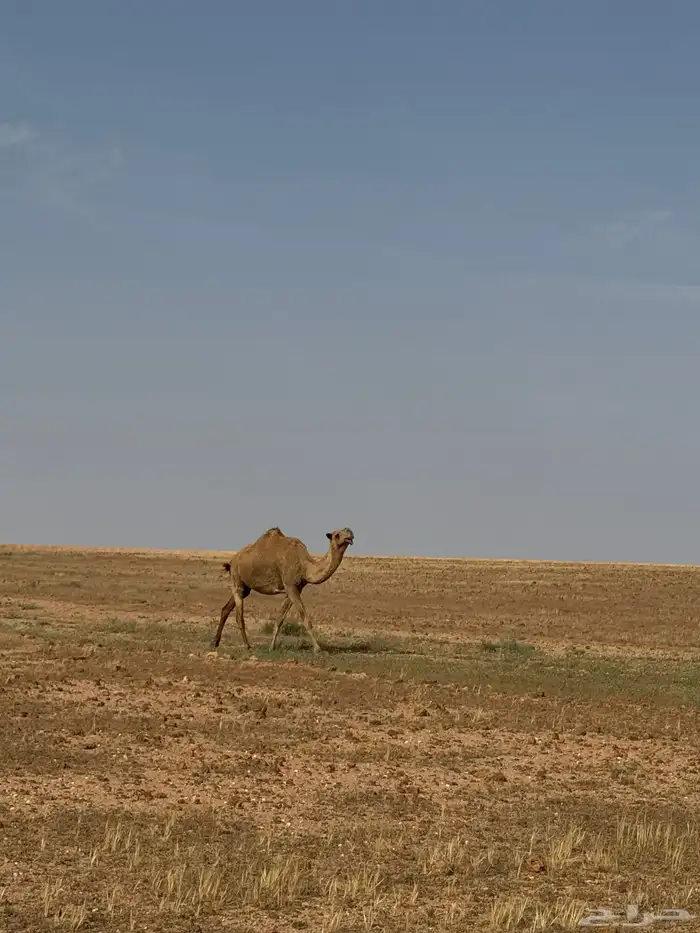 بعارين للبيع التواصل مع الرقم هذا 2