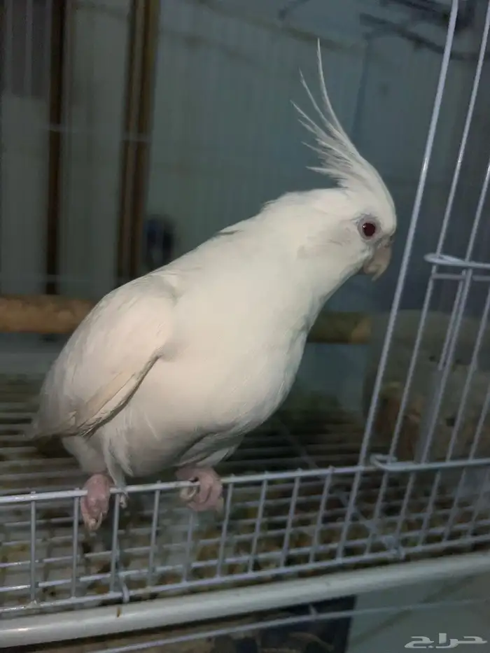 انثي البينو عيون حمرا تم البيع 4