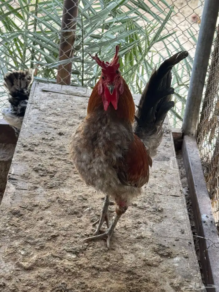 ديكه 3