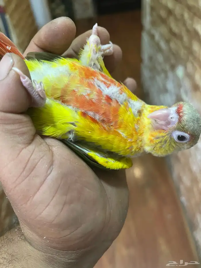 فرخ كنيور نهايه غر تم البيع 3
