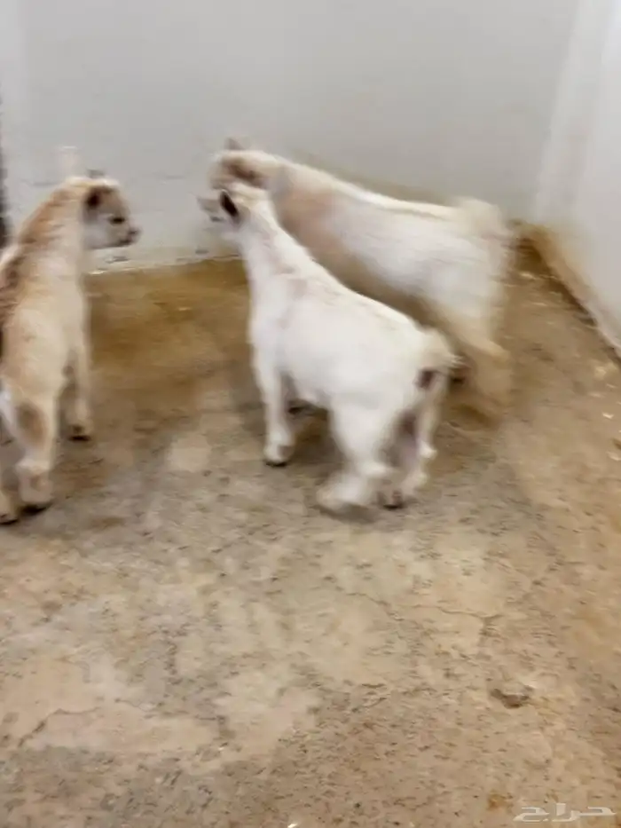 ماعز قزم ماشاء الله الموقع ذهبان 3