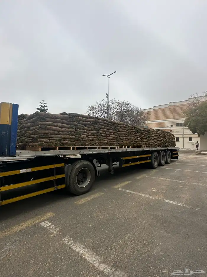 عشب طبيعي C2000 مقاوم للملوحة 1