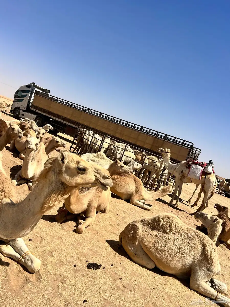تريلة جوانب عالي 17 متر لنقل الابل والهجن 2