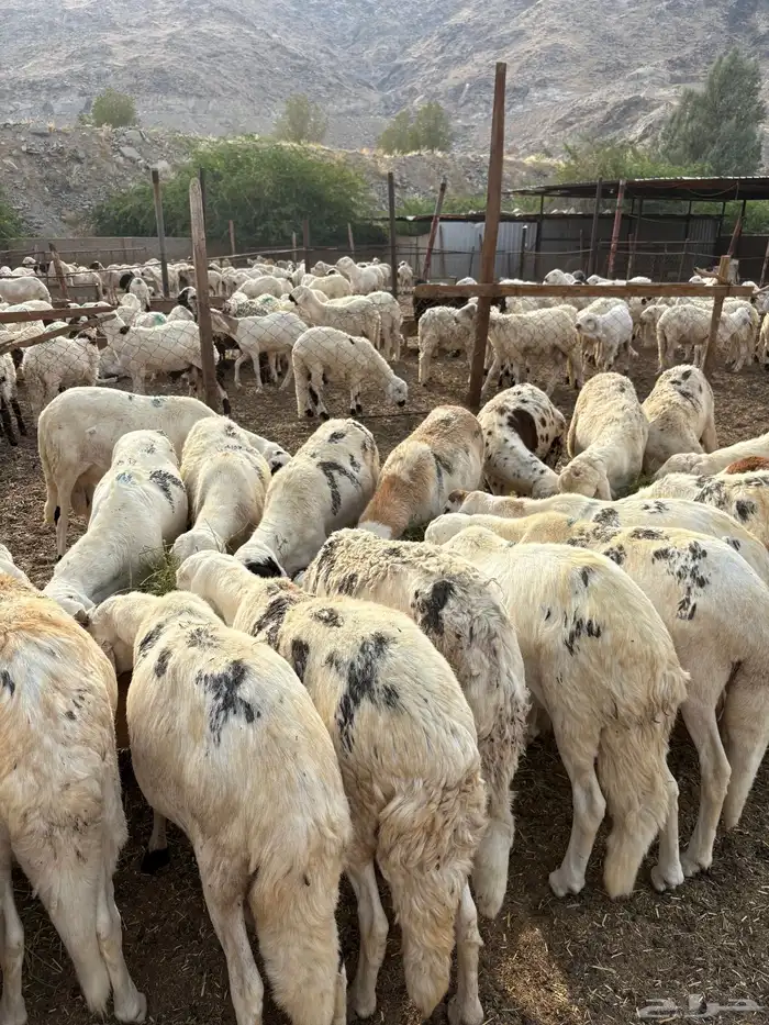 طليان سواكن 2