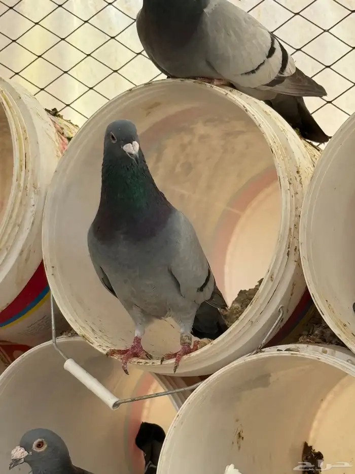 زاجل حمام 8