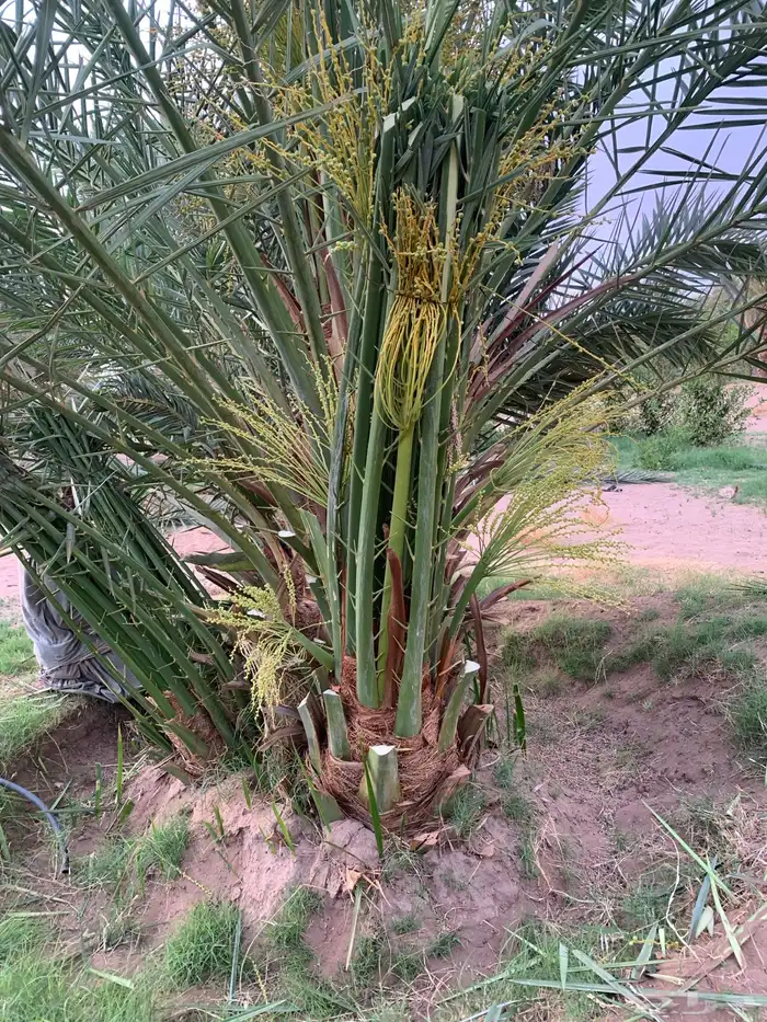 برحي شيشي حمرا 5