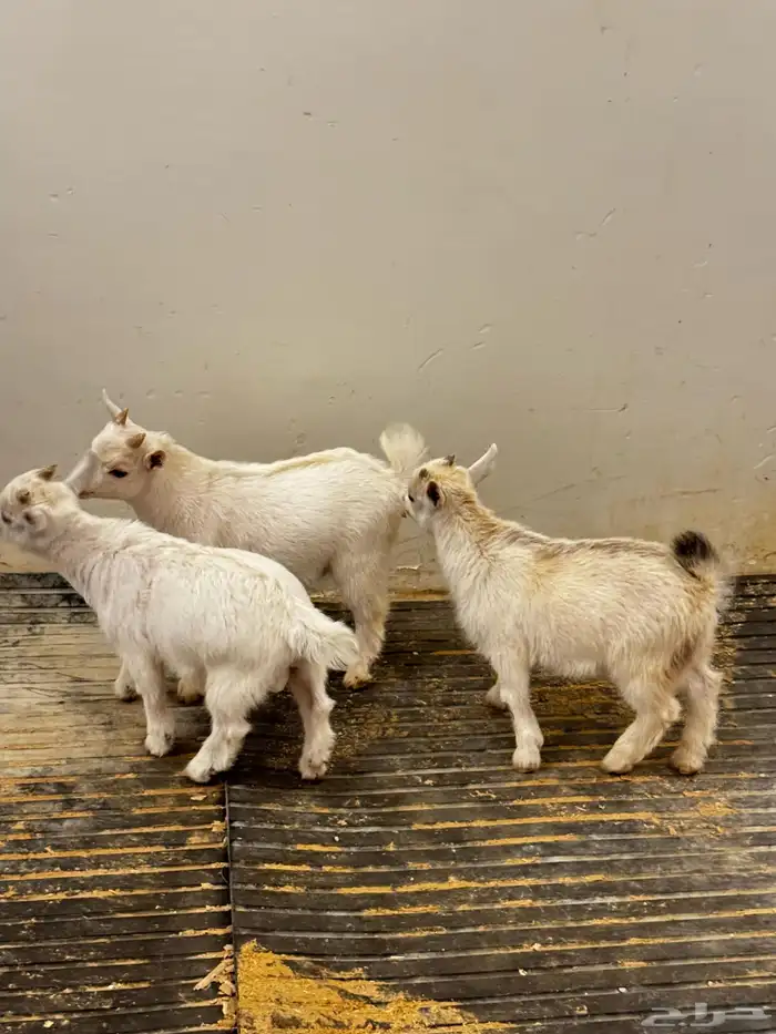 ماعز قزم ماشاء الله الموقع ذهبان 4