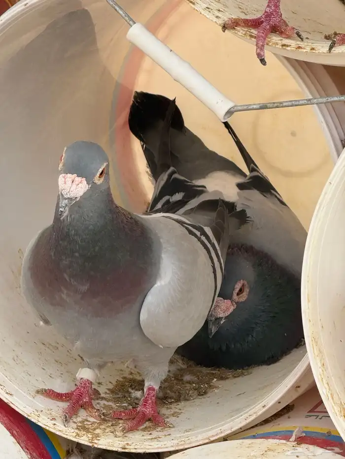 زاجل حمام 0