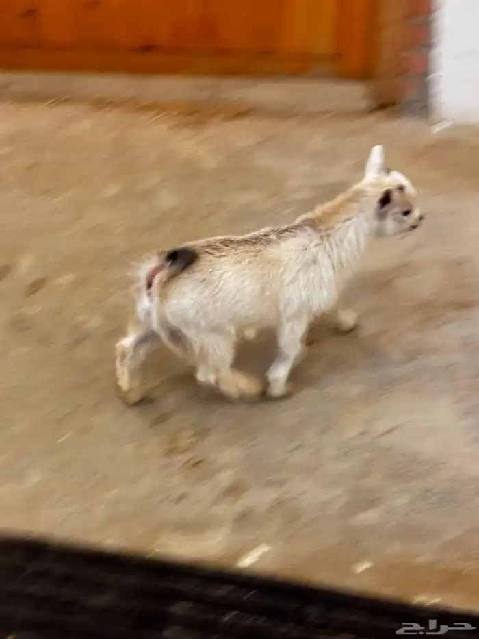 ماعز قزم ماشاء الله الموقع ذهبان 1