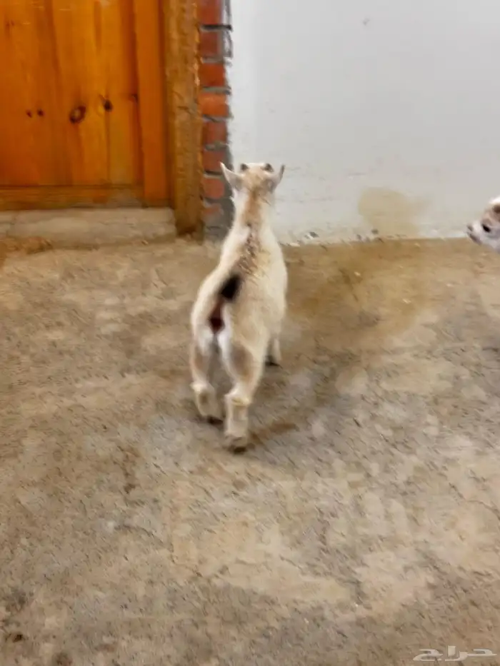 ماعز قزم ماشاء الله الموقع ذهبان 2