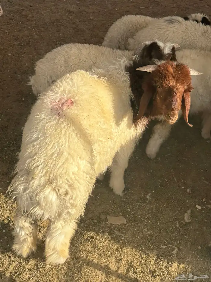 للبيع طليان نعيم ذبايح طيبه 3