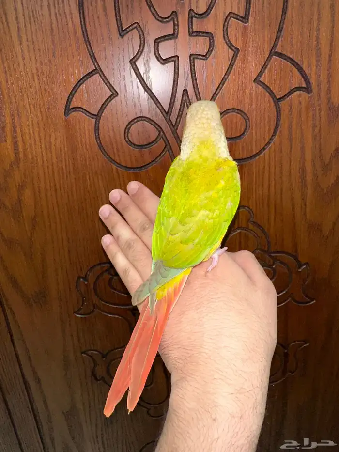 كنيور أناناس أليف تم البيع 2