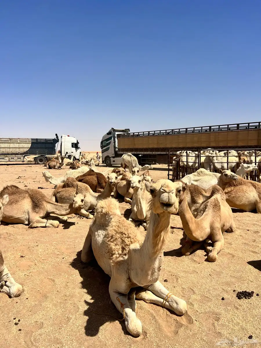 تريلة جوانب عالي 17 متر لنقل الابل والهجن 3