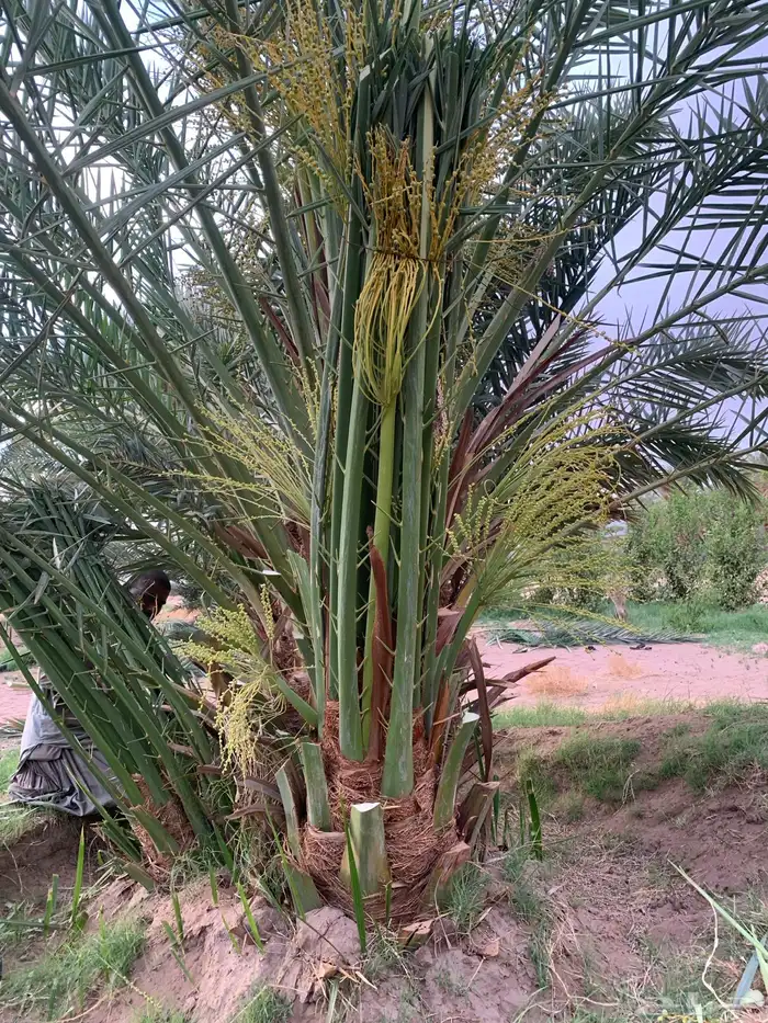 برحي شيشي حمرا 2