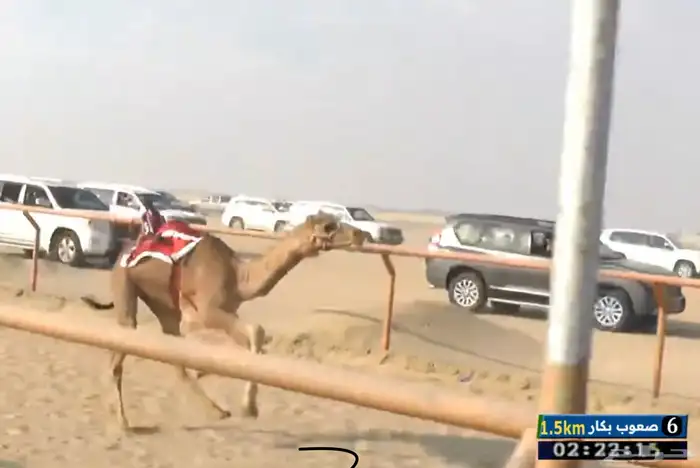 هجن معشر منتج سبق 1