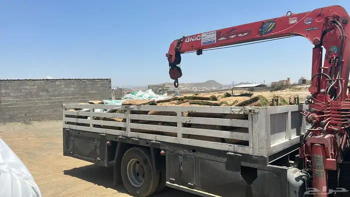 عشب طبيعي C2000 مقاوم للملوحة 12