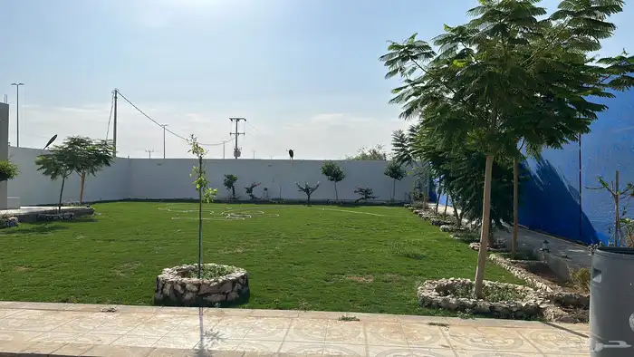 عشب طبيعي C2000 مقاوم للملوحة 19