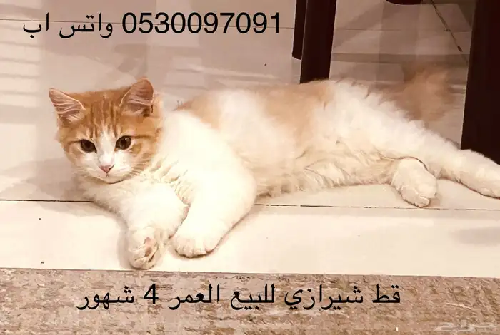 قطط العمر شهرين ونصف للبيع للتواصل واتس اب 2