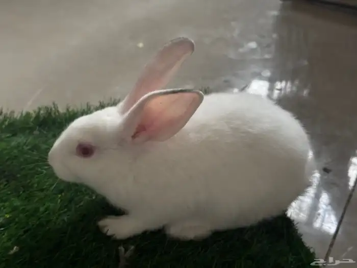 على آخر سومه تبي حبه او اكثر 0