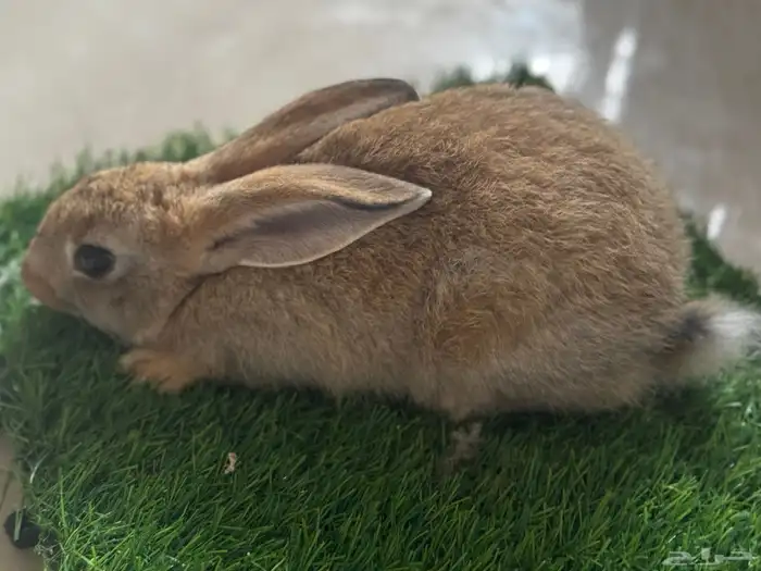 على آخر سومه تبي حبه او اكثر 5