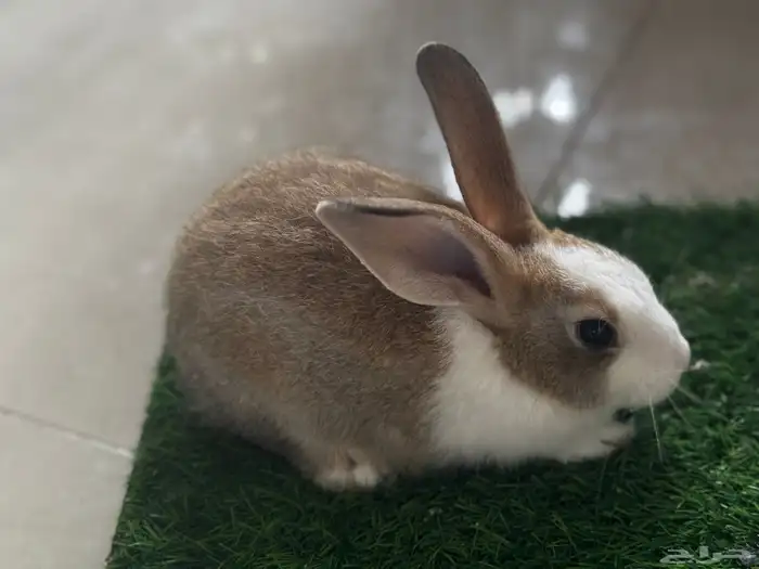 على آخر سومه تبي حبه او اكثر 2