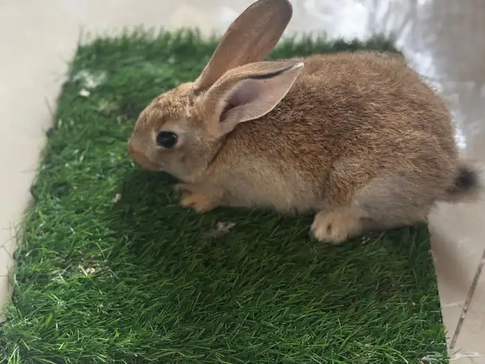 على آخر سومه تبي حبه او اكثر 8