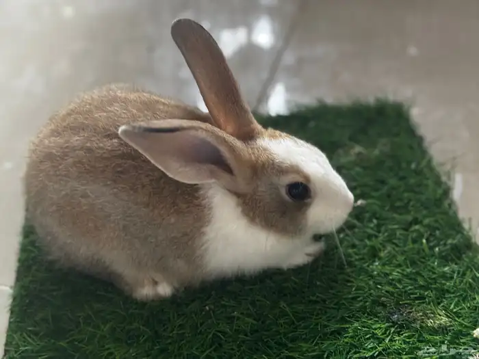 على آخر سومه تبي حبه او اكثر 3