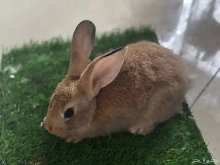 على آخر سومه تبي حبه او اكثر 4