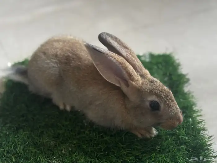 على آخر سومه تبي حبه او اكثر 7