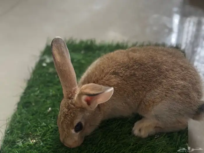 على آخر سومه تبي حبه او اكثر 6