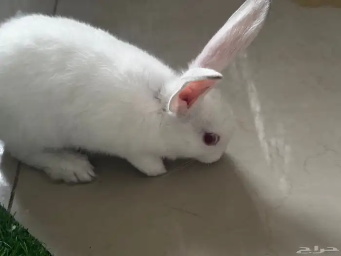 على آخر سومه تبي حبه او اكثر 1