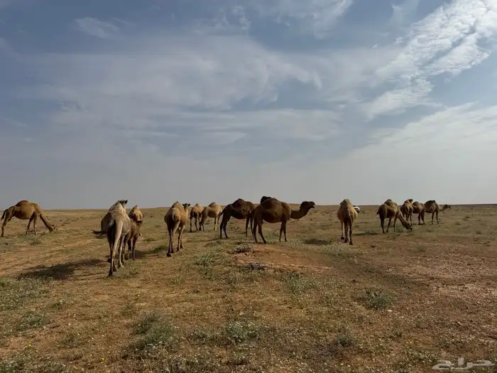بعارين للبيع التواصل مع الرقم هذا 0