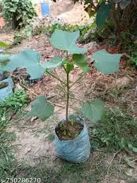 شتلات القطن (العطب) 0
