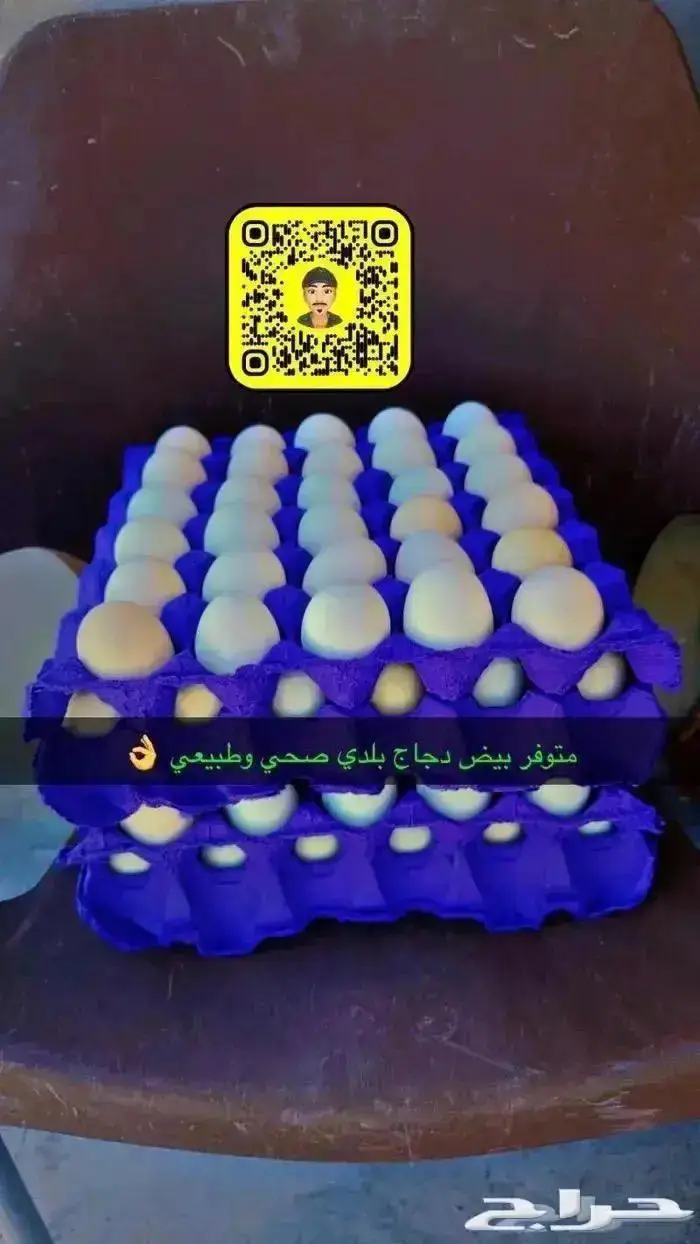 زغاليل حمام فرنسي بط بكيني ديوك دجاج لاحم سمان بيض بلدي 8