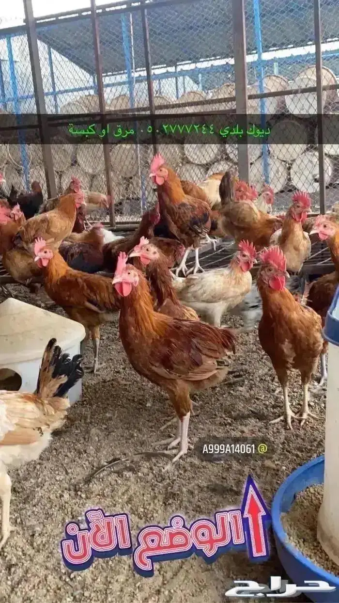 زغاليل حمام فرنسي بط بكيني ديوك دجاج لاحم سمان بيض بلدي 9