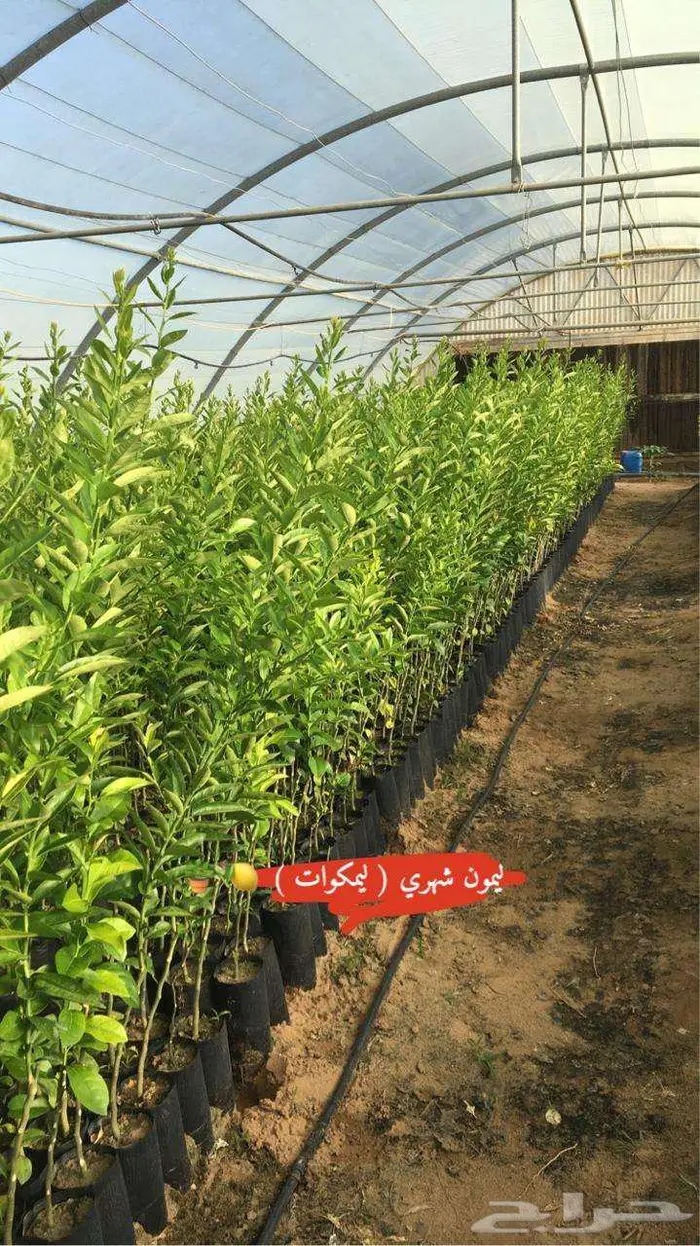 اشجار جمضيات للبيع 25