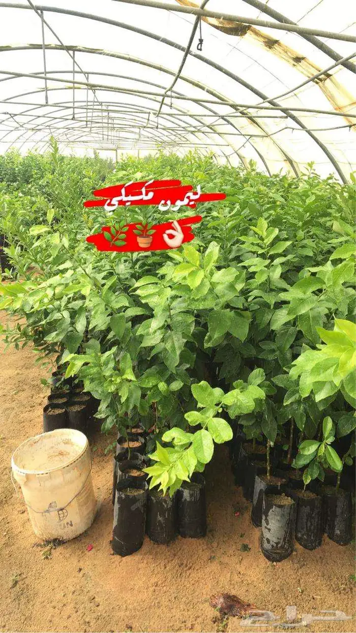 اشجار جمضيات للبيع 24