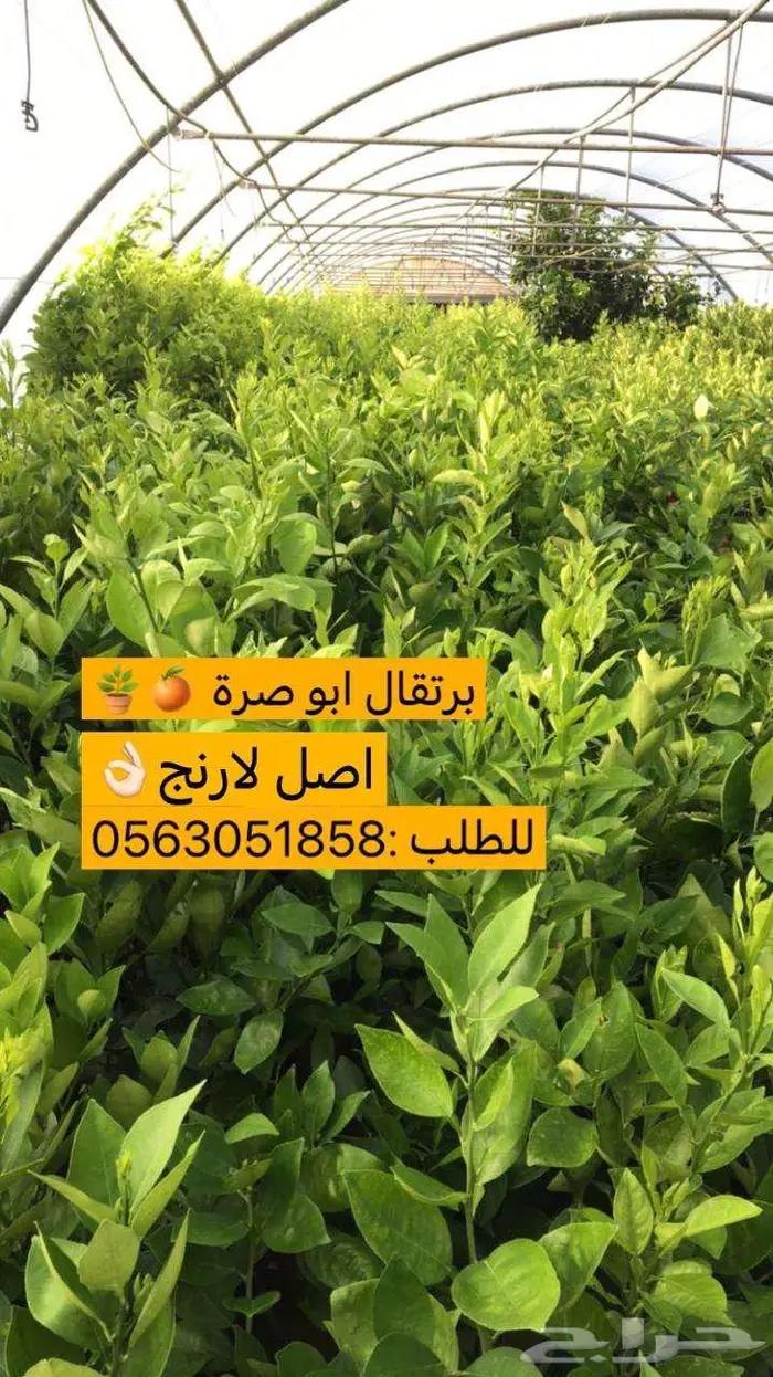اشجار جمضيات للبيع 6