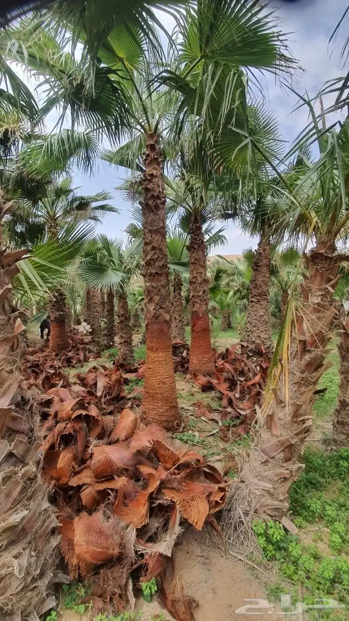 نخل واشنطن نخل للبيع نخل زينة نخل الرياض 6