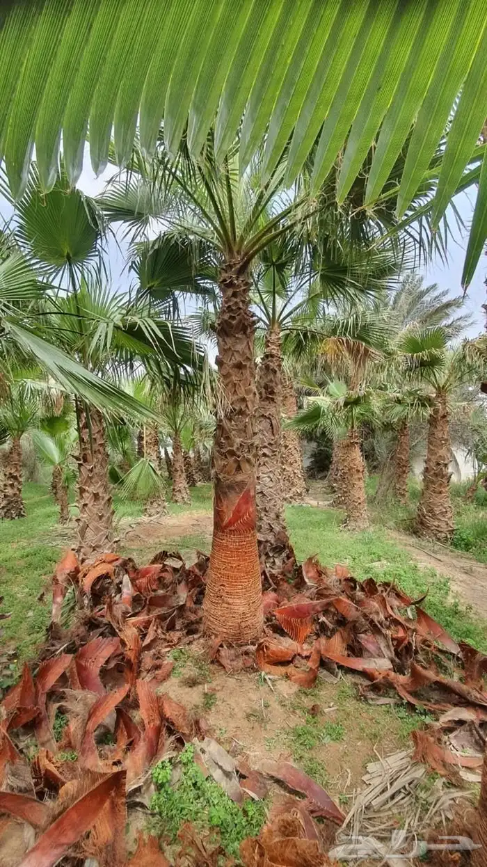 نخل واشنطن نخل للبيع نخل زينة نخل الرياض 10