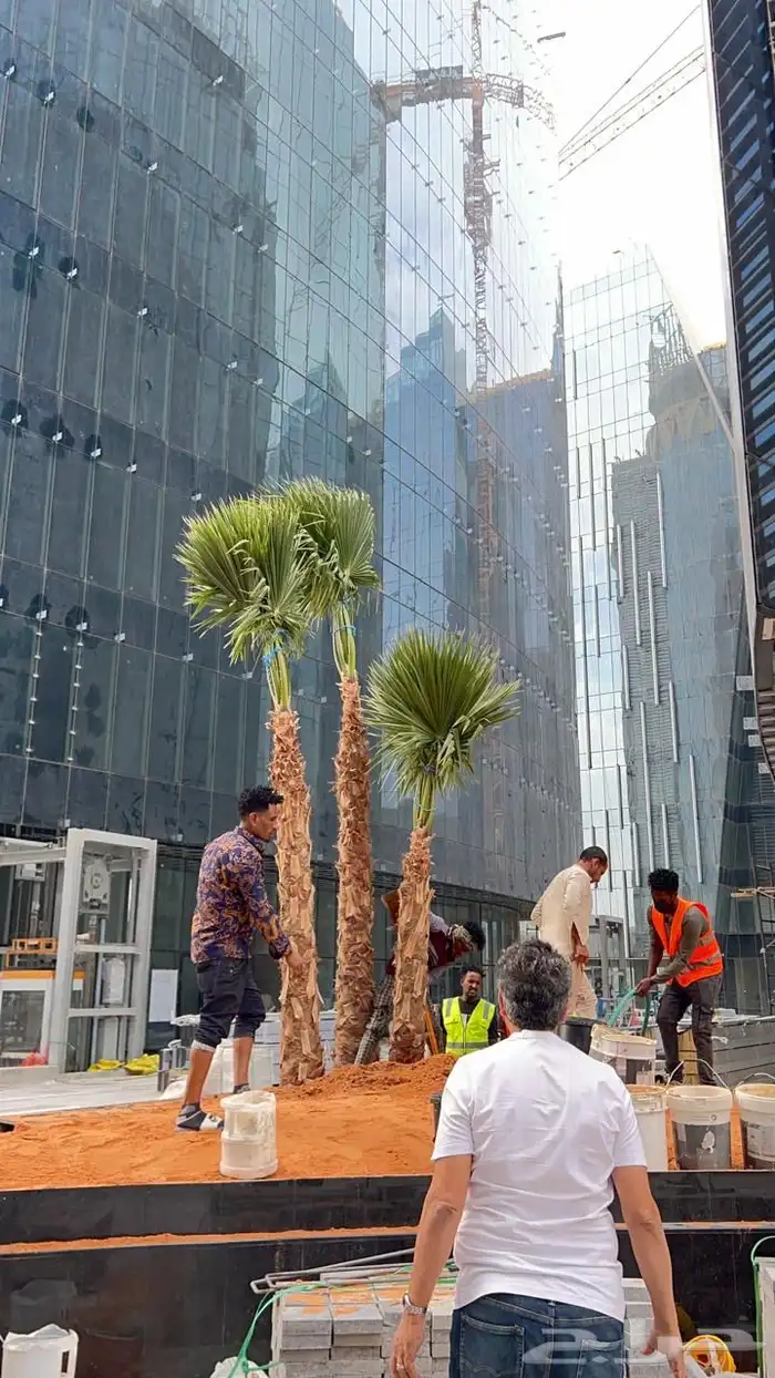 نخل واشنطن نخل للبيع نخل زينة نخل الرياض 19