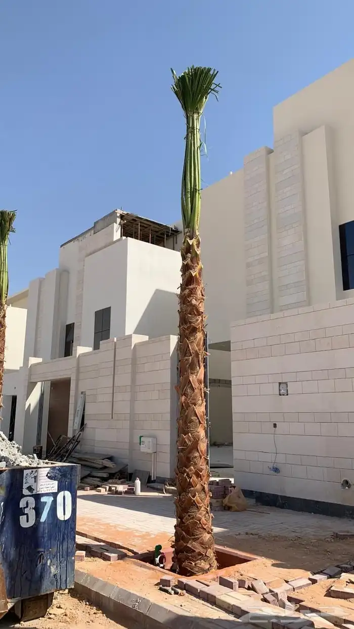 نخل واشنطن نخل للبيع نخل زينة نخل الرياض 13