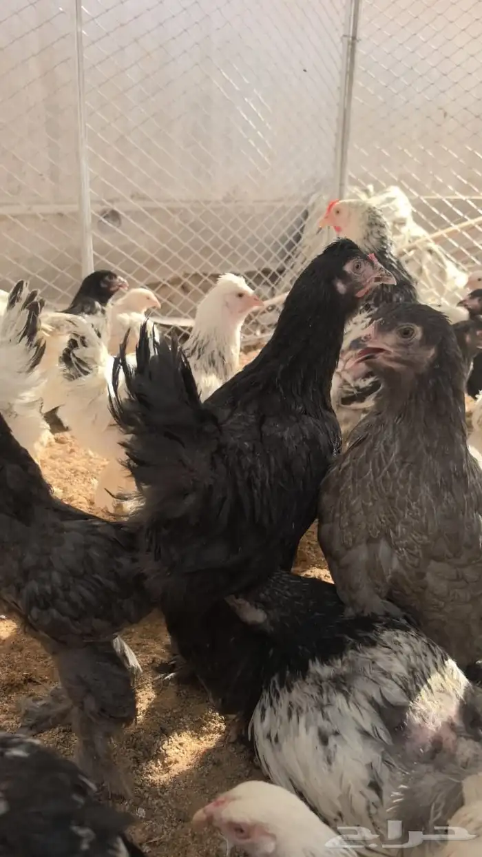 عرض خاص على البراهما الكبير 1