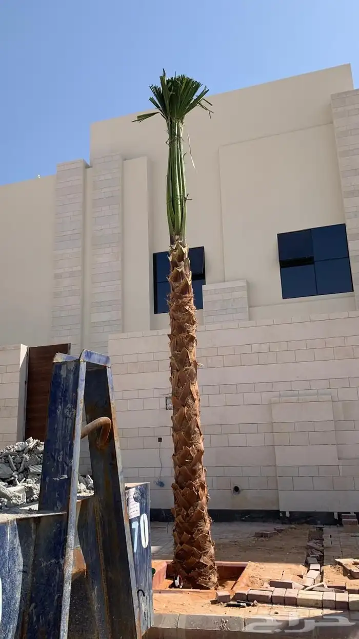 نخل واشنطن نخل للبيع نخل زينة نخل الرياض 2