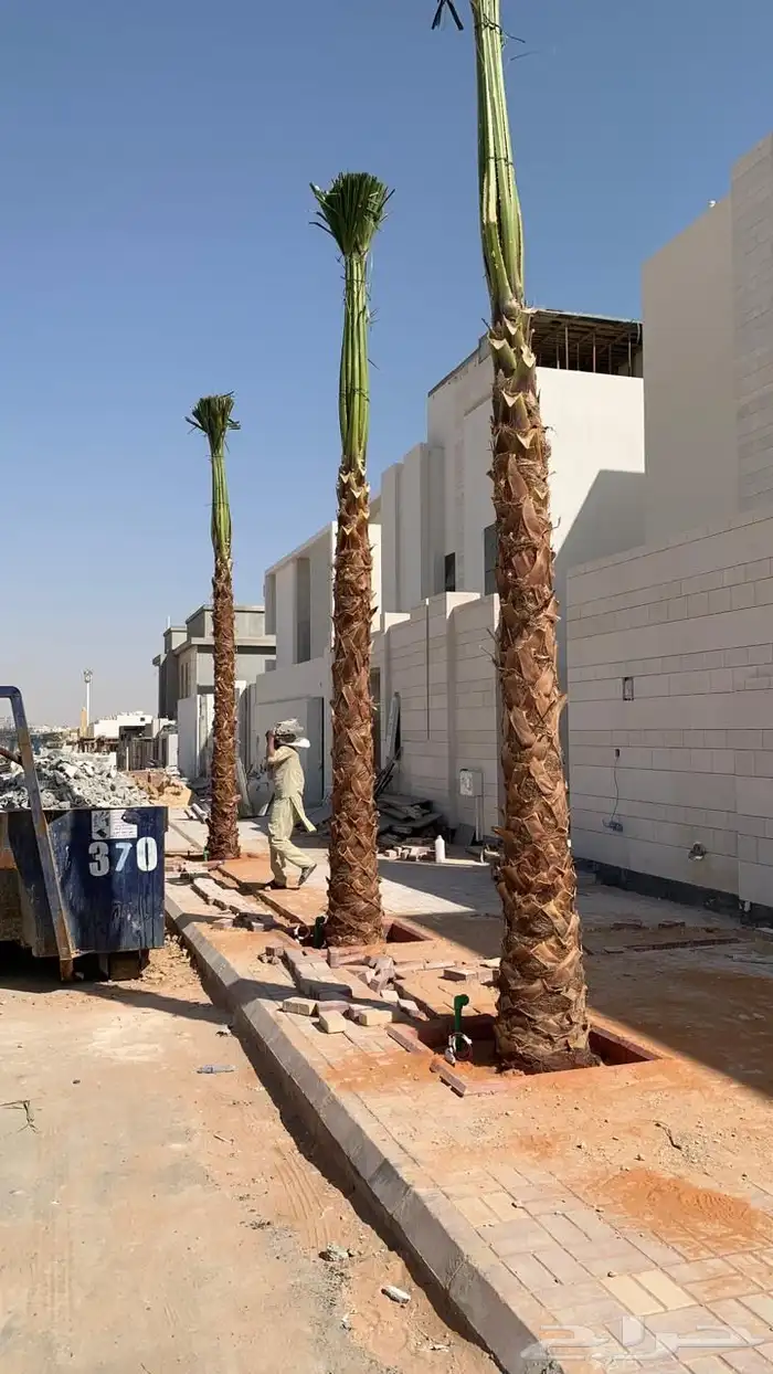 نخل واشنطن نخل للبيع نخل زينة نخل الرياض 18