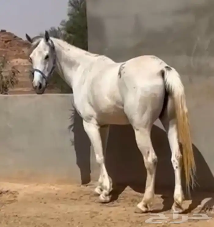 فرس شعبيه للبيع 0