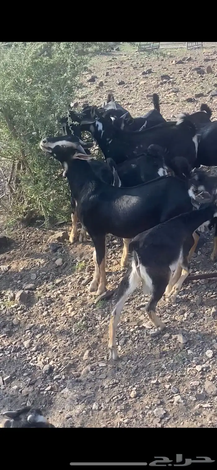 تيس احو معزى الحو 2