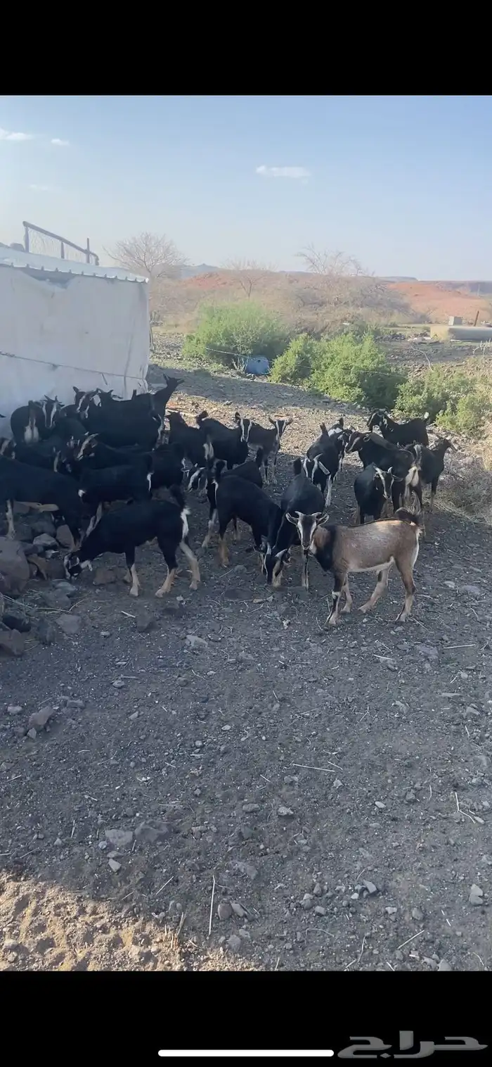 تيس احو معزى الحو 6