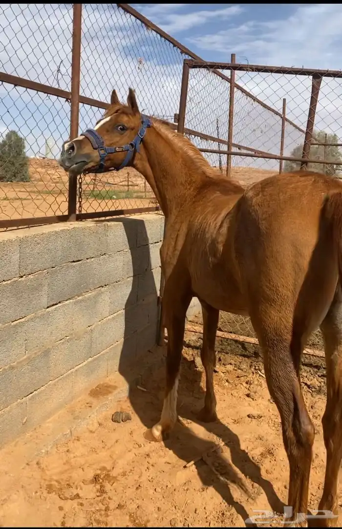 فرس شعبيه 2